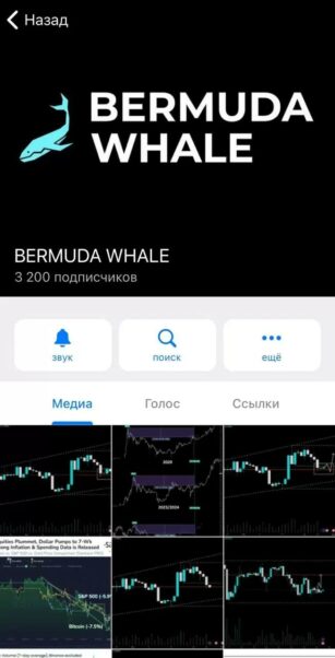 Bermuda WhaleТелеграмм